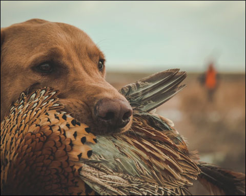 Dog with bird in mouth